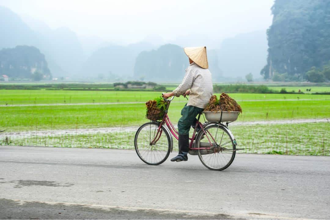 Cyclist in rice paddies