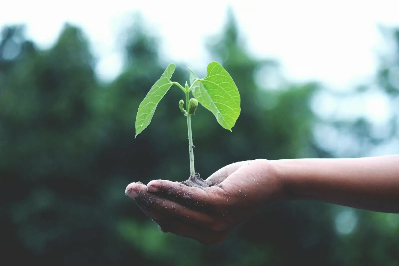 Understanding ISPAH 2024 Carbon Emissions & Future Commitments